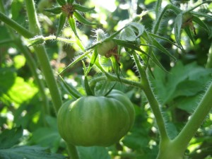 Blanche Beaute Tomatoes