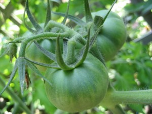 McMullen Tomatoes