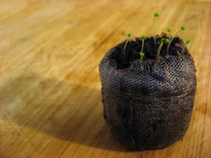 Thyme sprouts