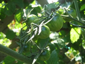 Black Cherry Tomatoes