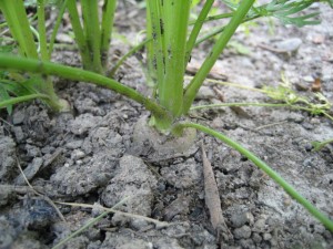 Carrot tops